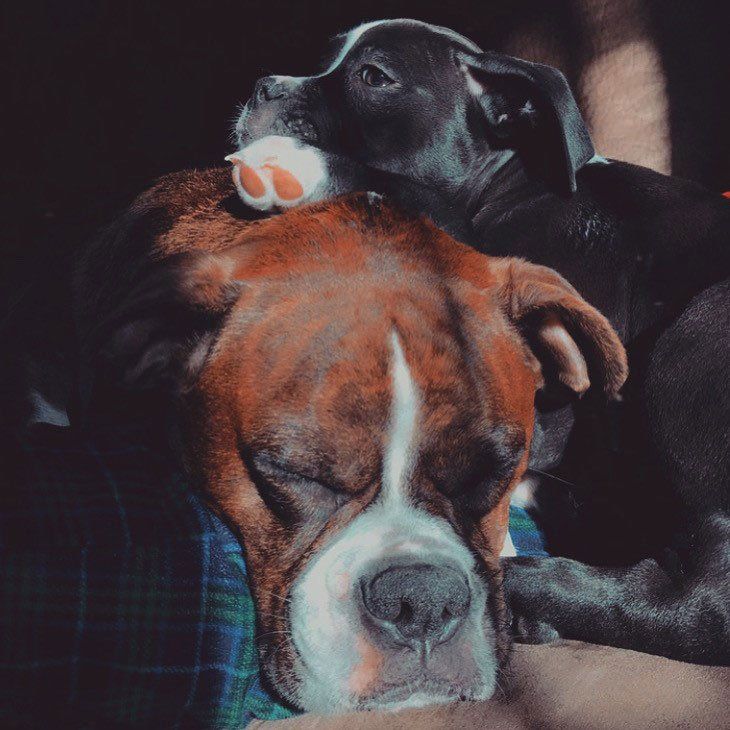 Dogs — Topeka, KS — Topeka Veterinary Hospital