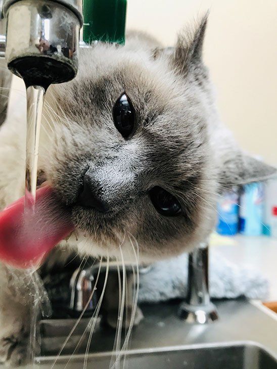 Cat Inside the Clinic — Topeka, KS — Topeka Veterinary Hospital