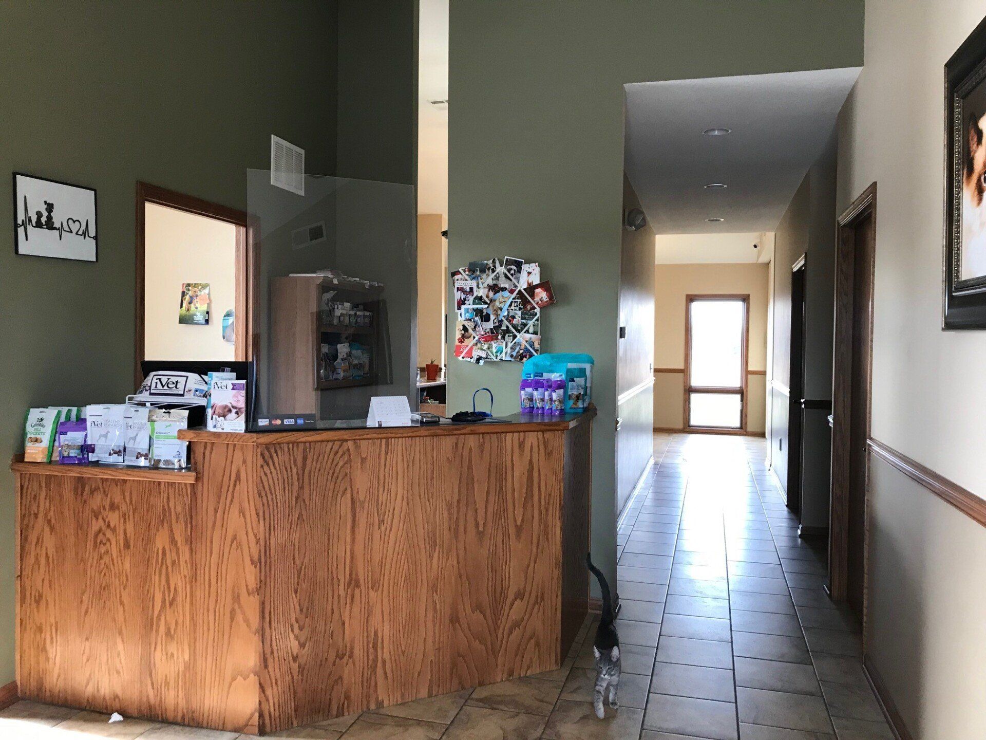 Cat — Topeka, KS — Topeka Veterinary Hospital