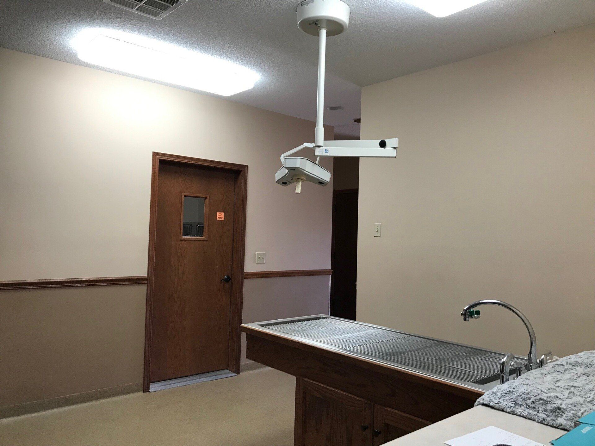Cat Inside the Clinic — Topeka, KS — Topeka Veterinary Hospital