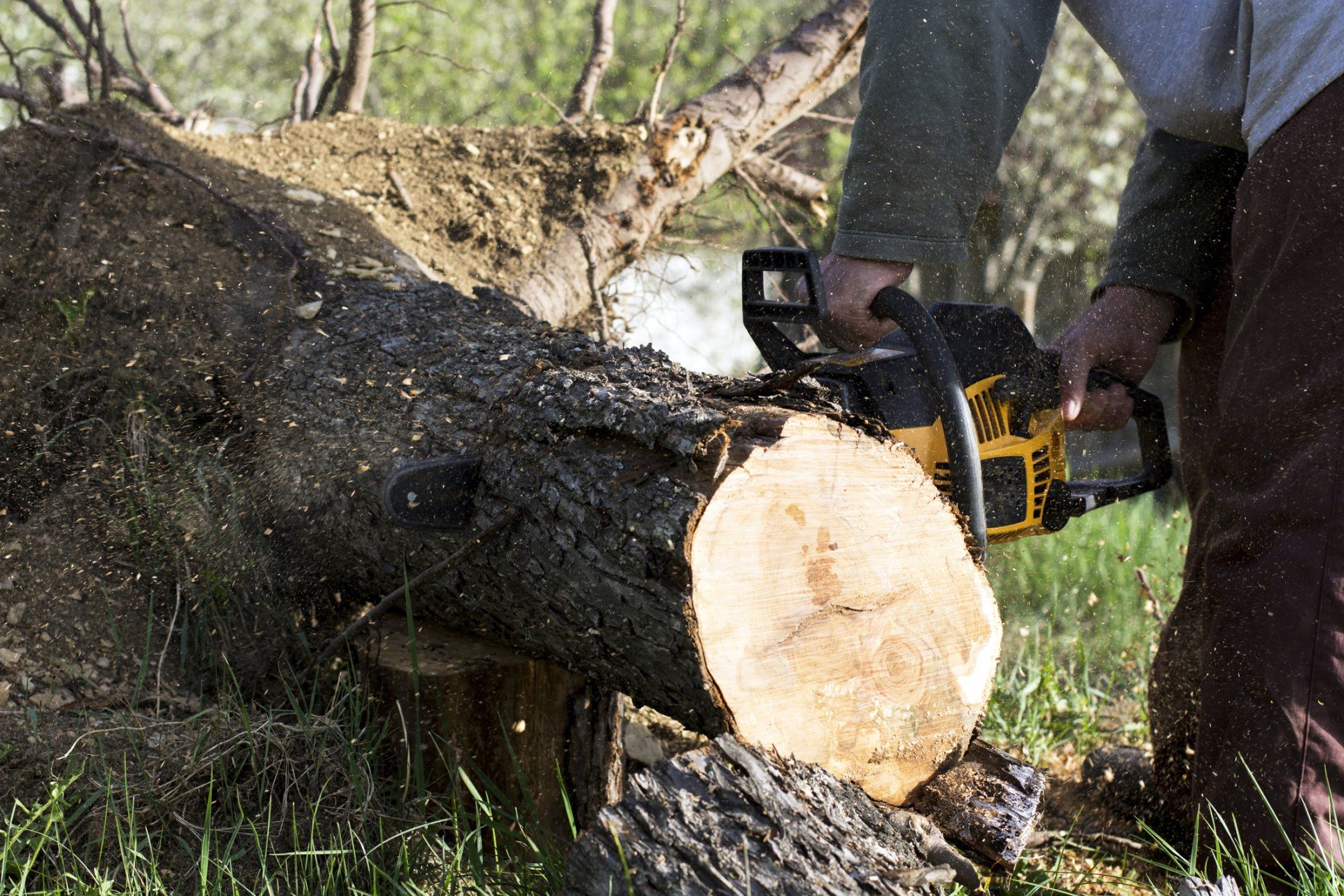 Ornamental — Man Cuts a Fallen Tree in Tustin, CA