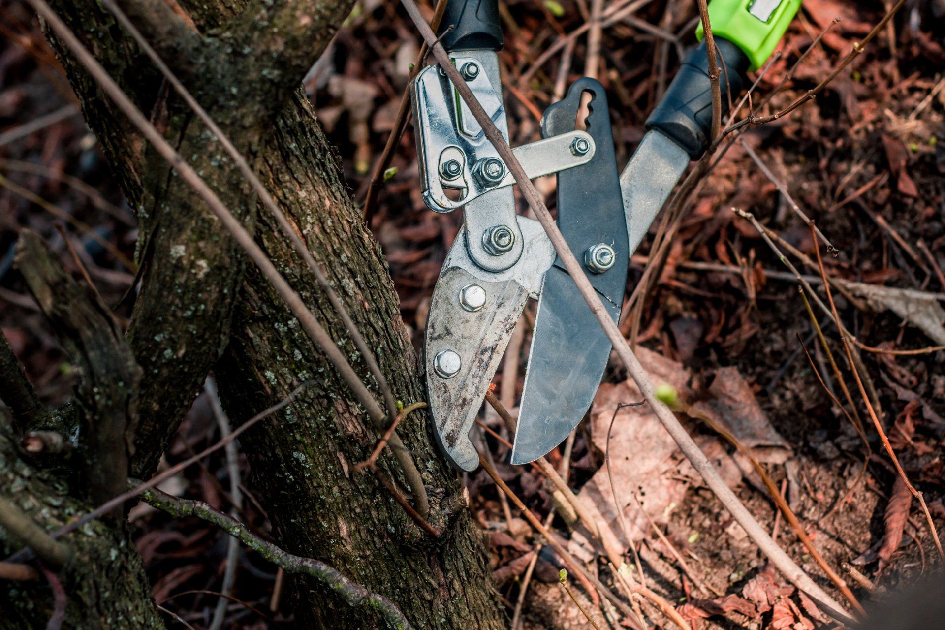 Stump Grinding — Tree Thinning in Tustin, CA