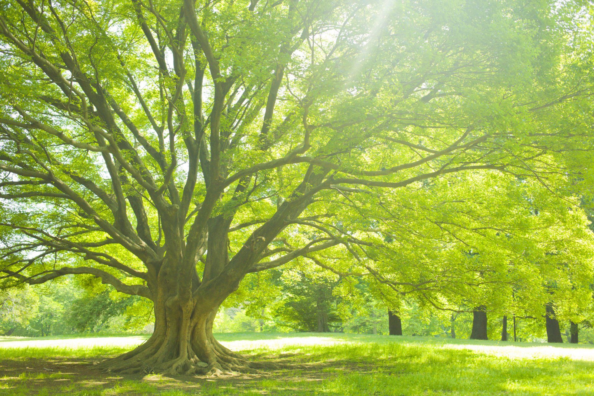 Land Clearing — Tree in Tustin, CA