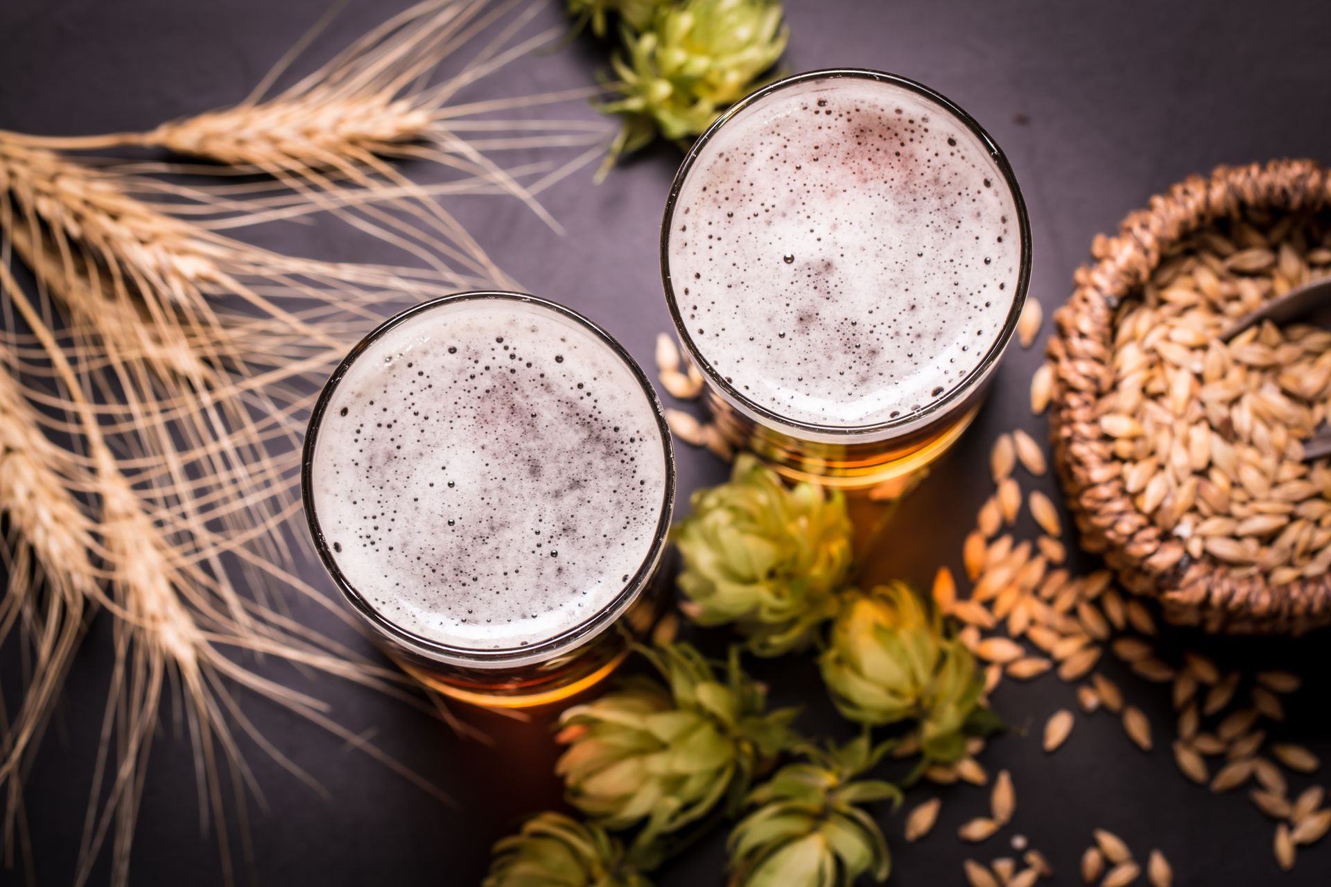 Two glasses of beer surrounded by hops and wheat ears on a table.