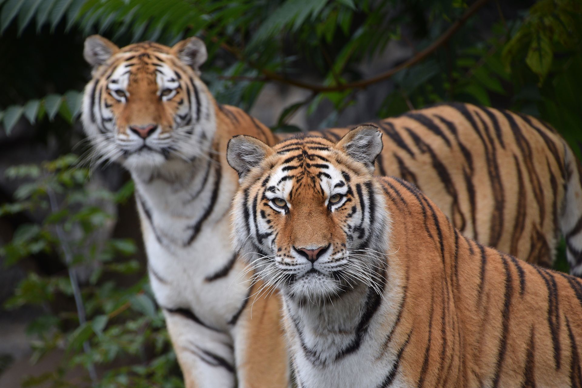 Two tigers are standing next to each other and looking at the camera.