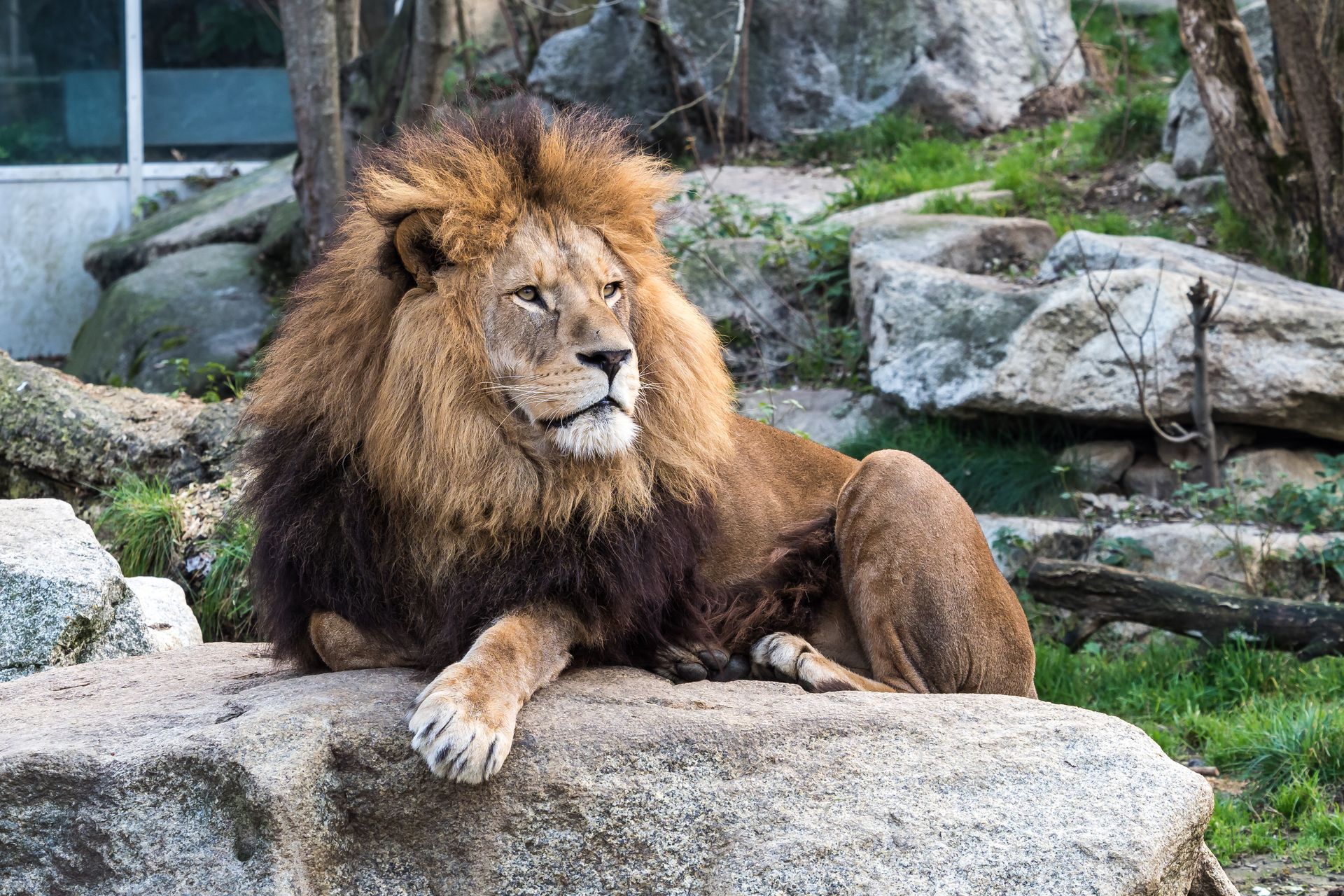 A lion is laying on a rock in a zoo enclosure.