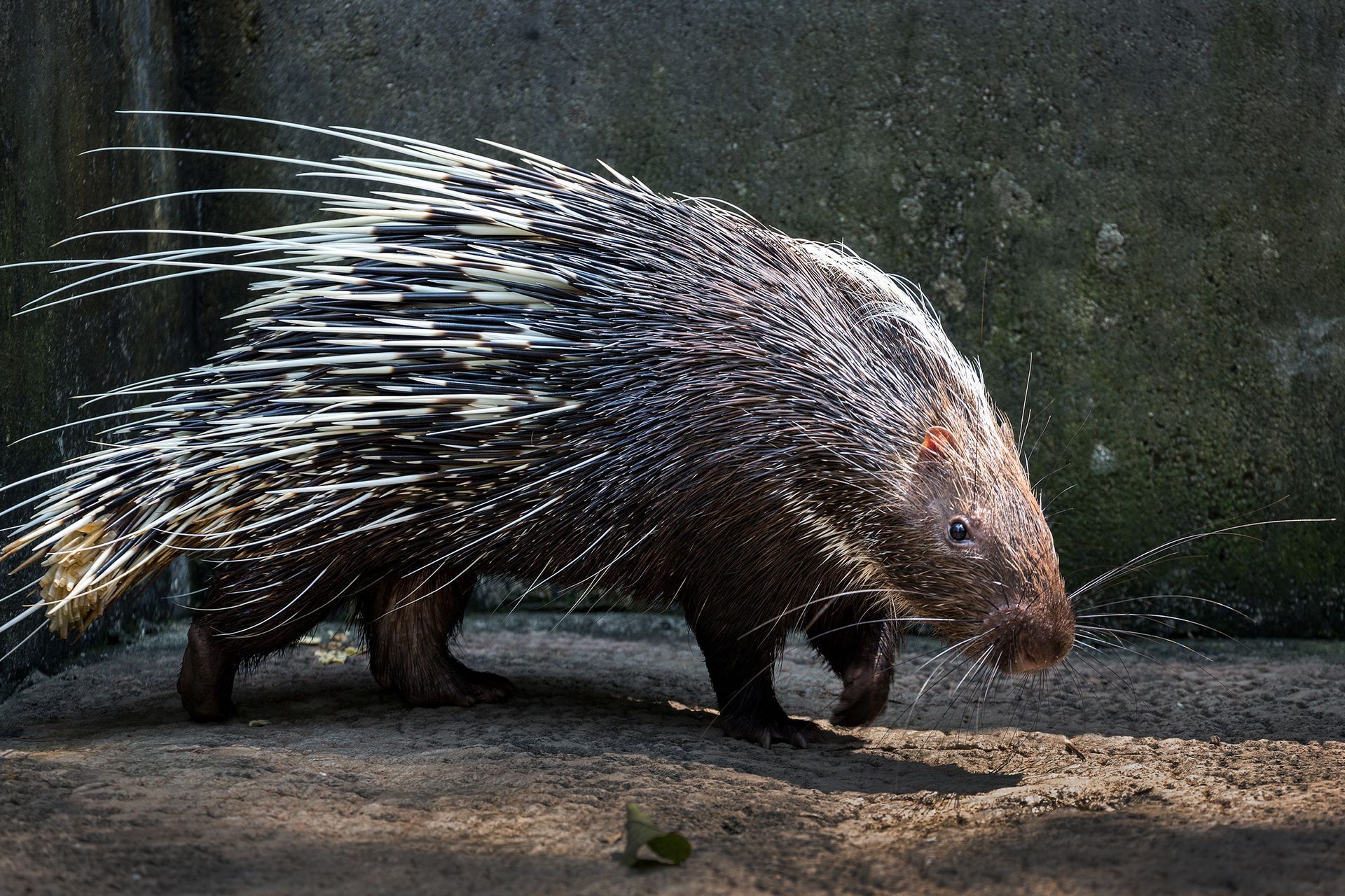 A porcupine is walking on a dirt road