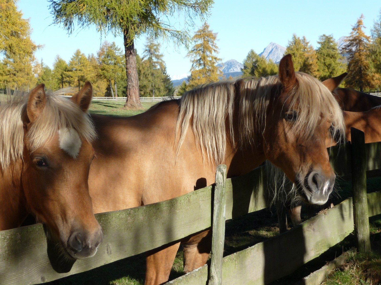 Haflinger Pferde