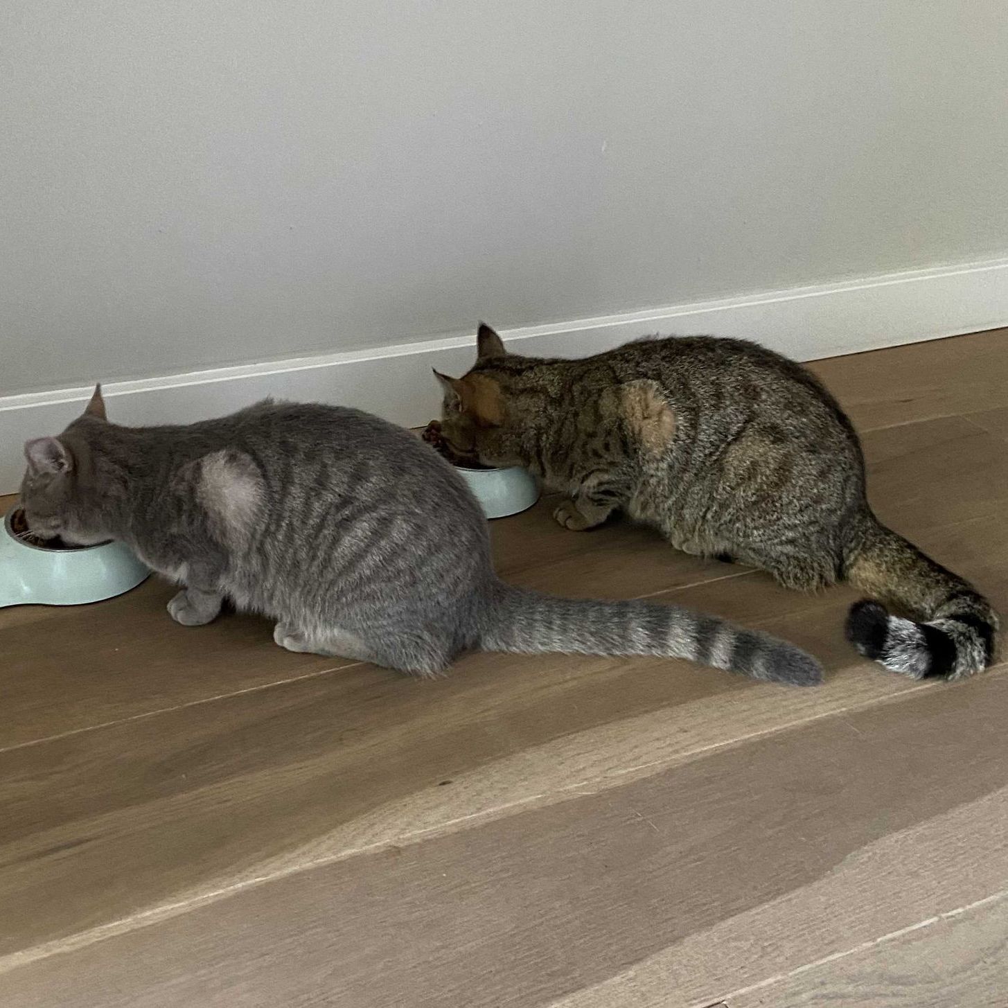 Huisdierenoppas Alphen aan den Rijn, katten, Bobido