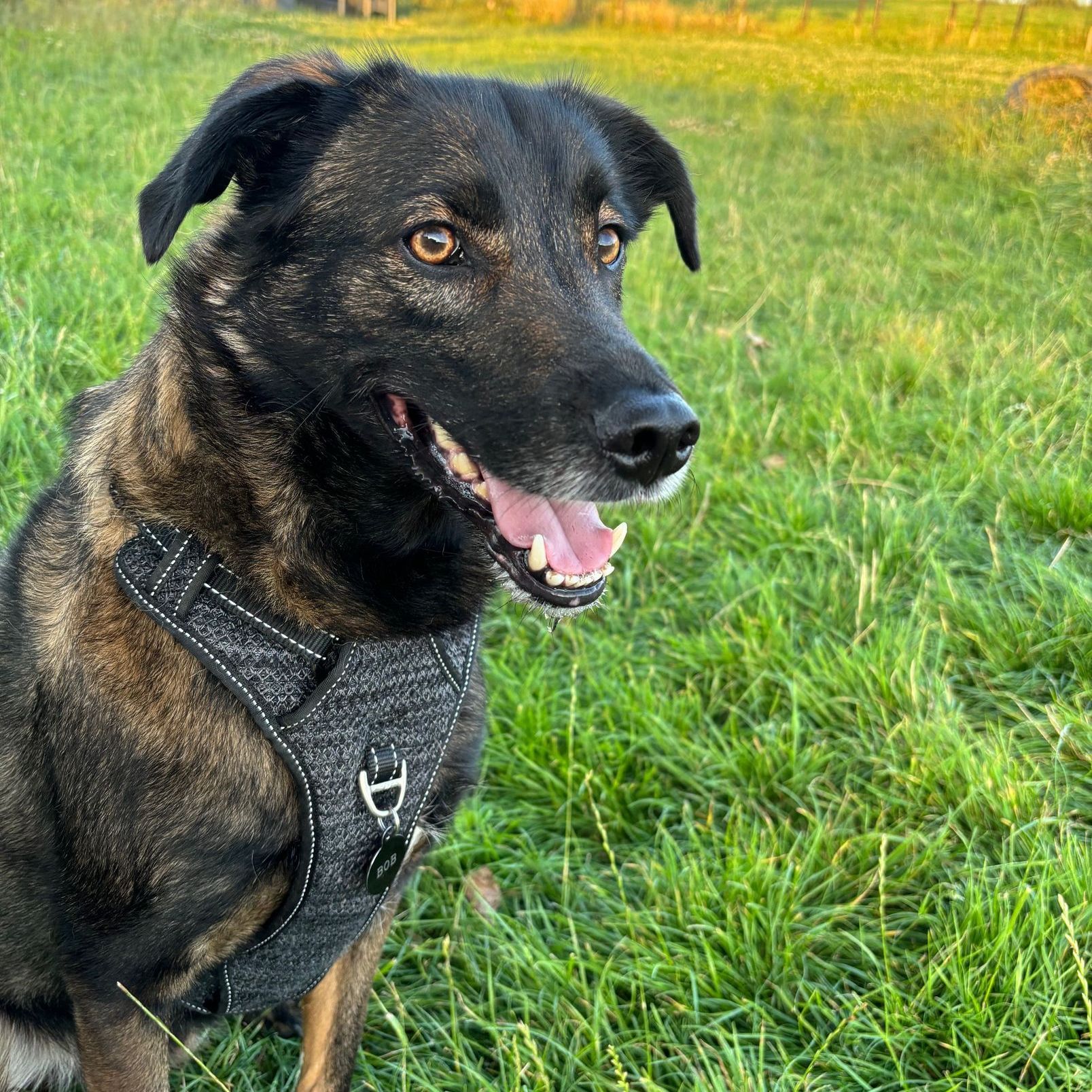buitenlandse hond, rescue dog, training
