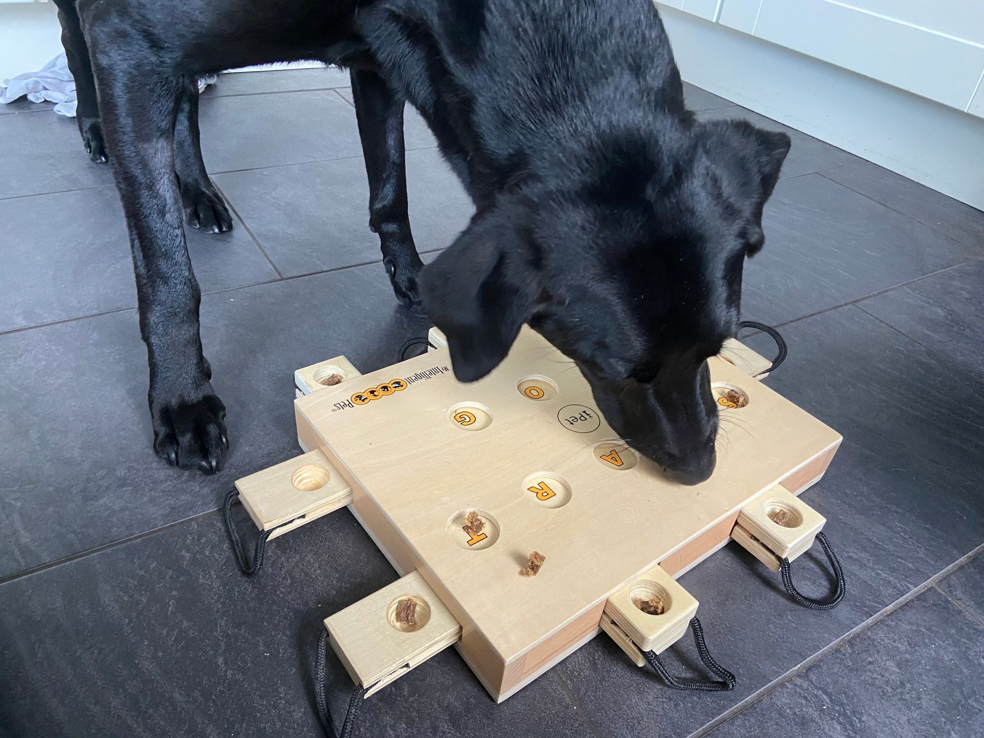 Alphen aan den Rijn Hondenpuzzel My Intelligent Dogs I-pet