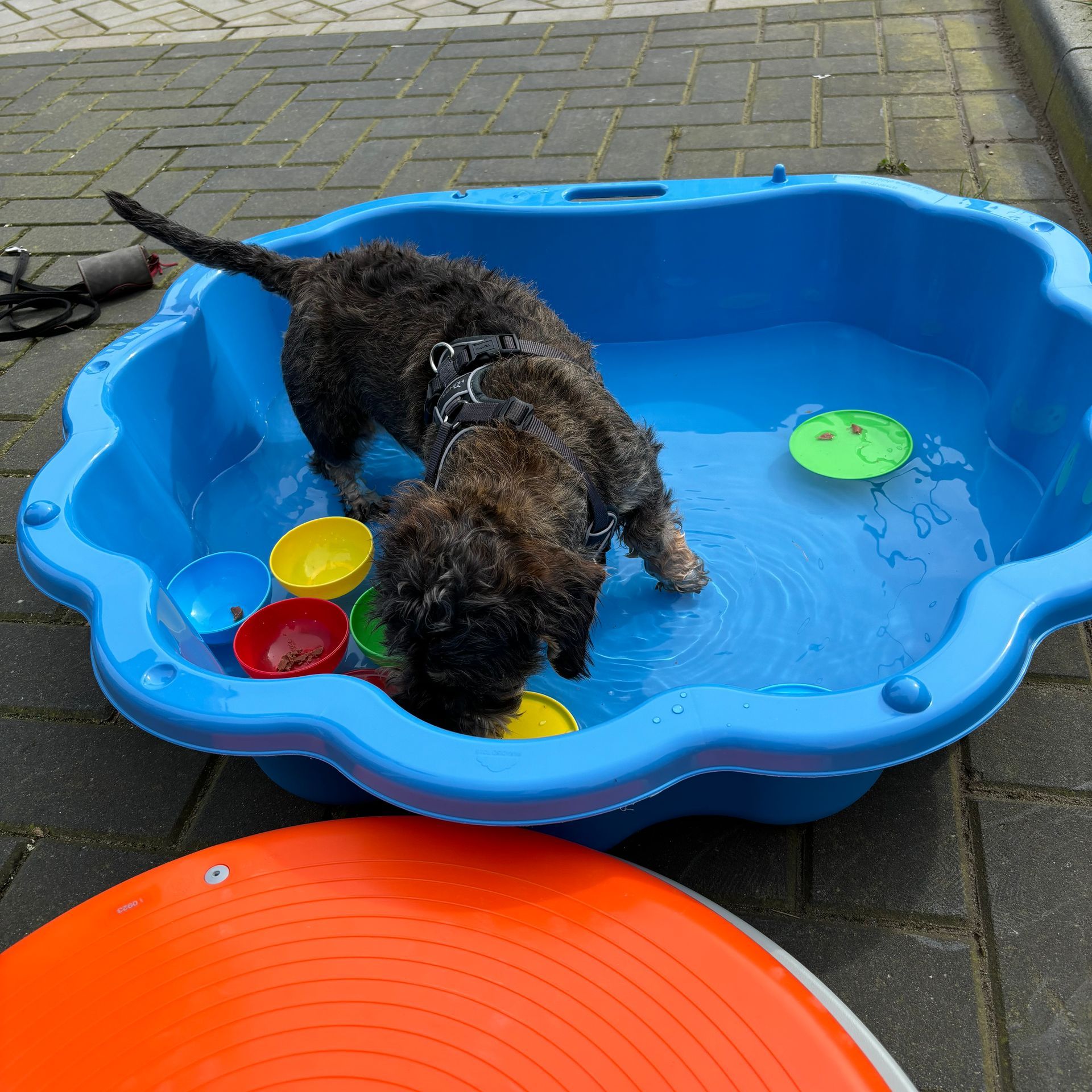 dwergteckel
hondentraining Alphen aan den Rijn
funles
waterbak
plezier