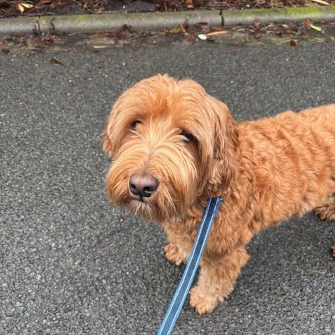 Individuele hondenuitlaat tijdens werktijden