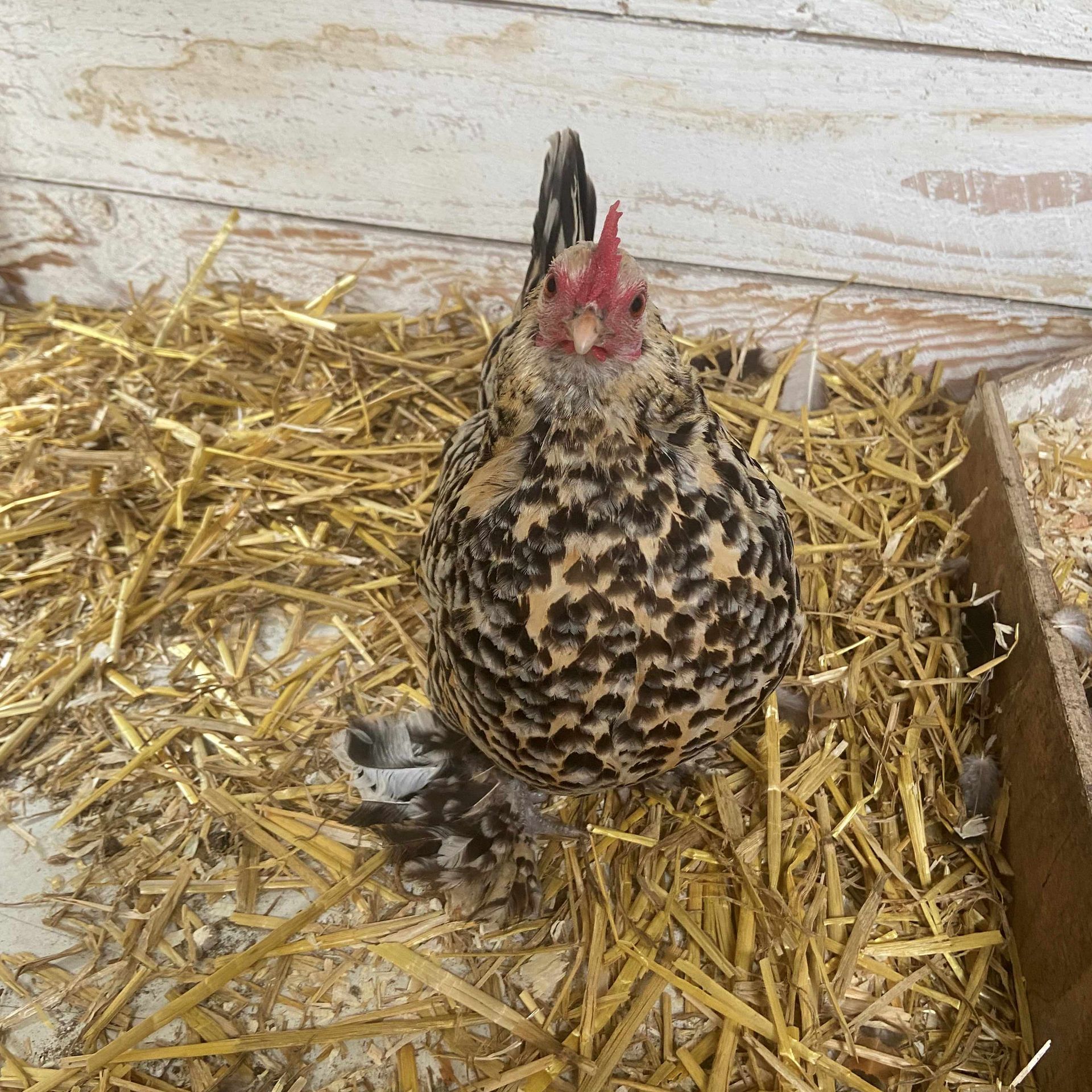 huisdierenoppas Alphen aan den Rijn, kippen, Bobido
