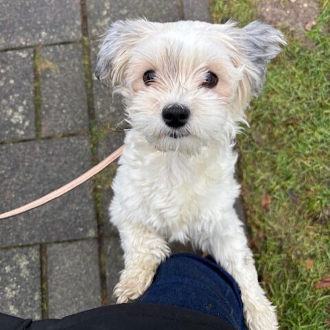 Persoonlijke aandacht tijdens de uitlaatservice