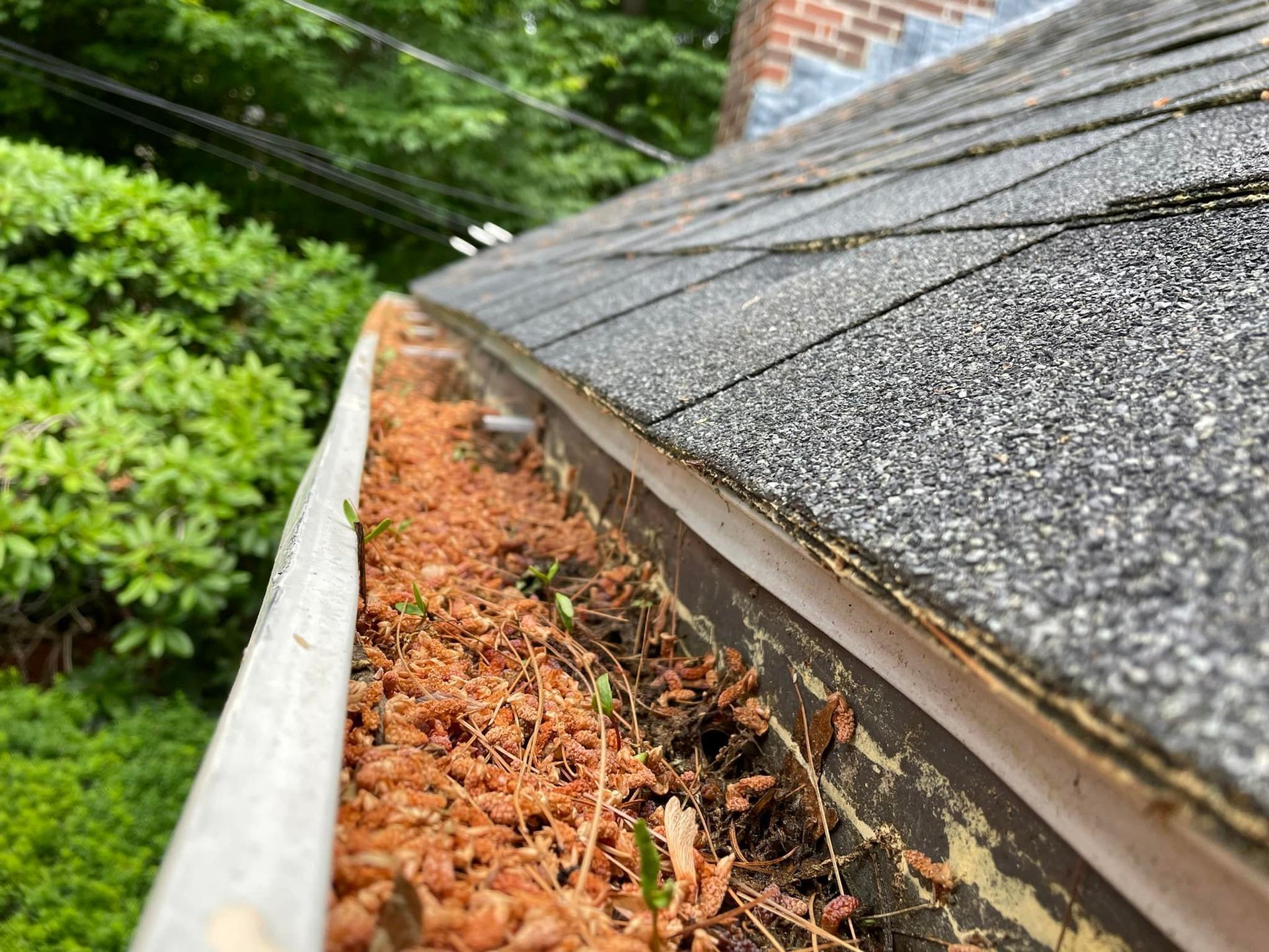 A close up of a gutter filled with leaves on a roof.