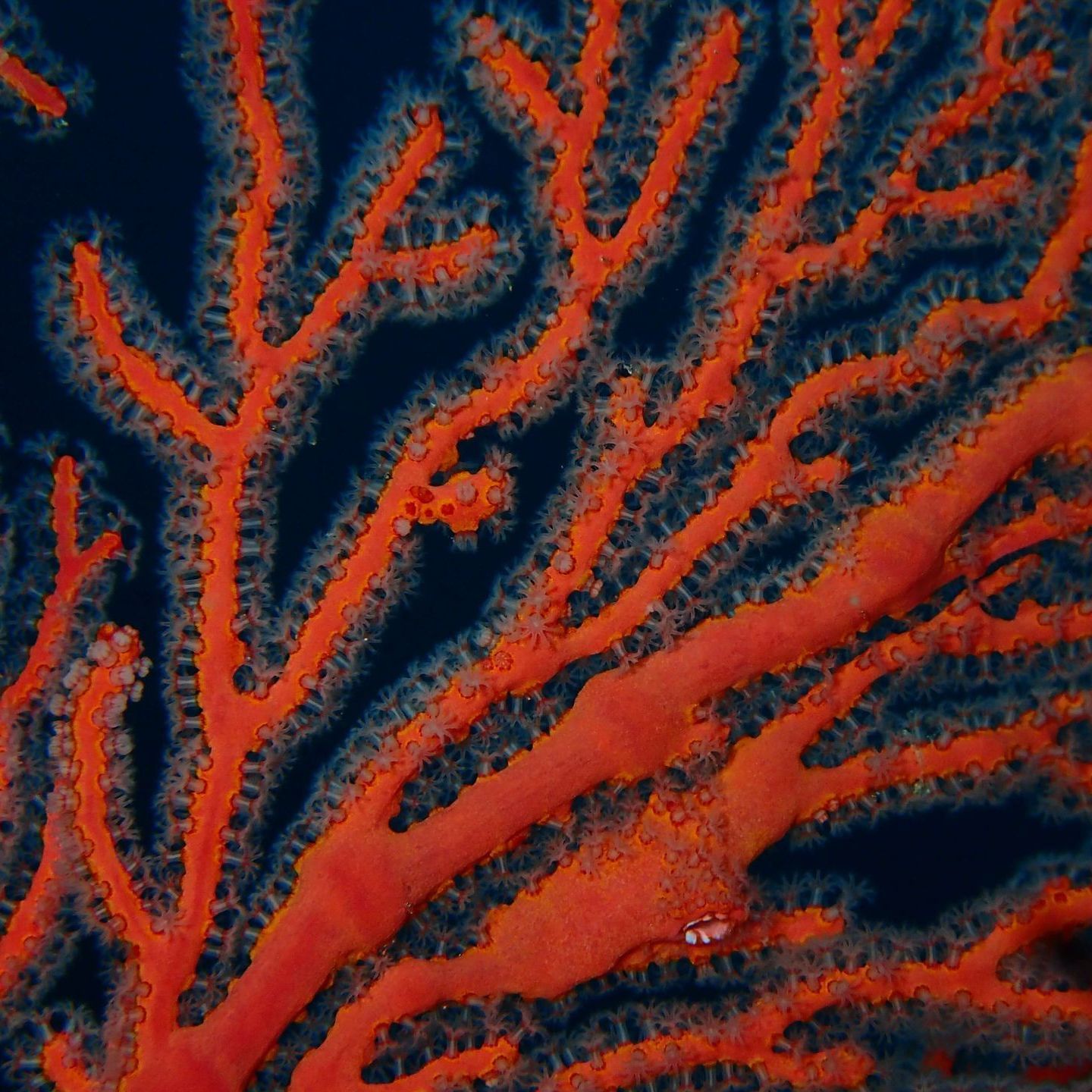 A close up of a red coral on a blue background.