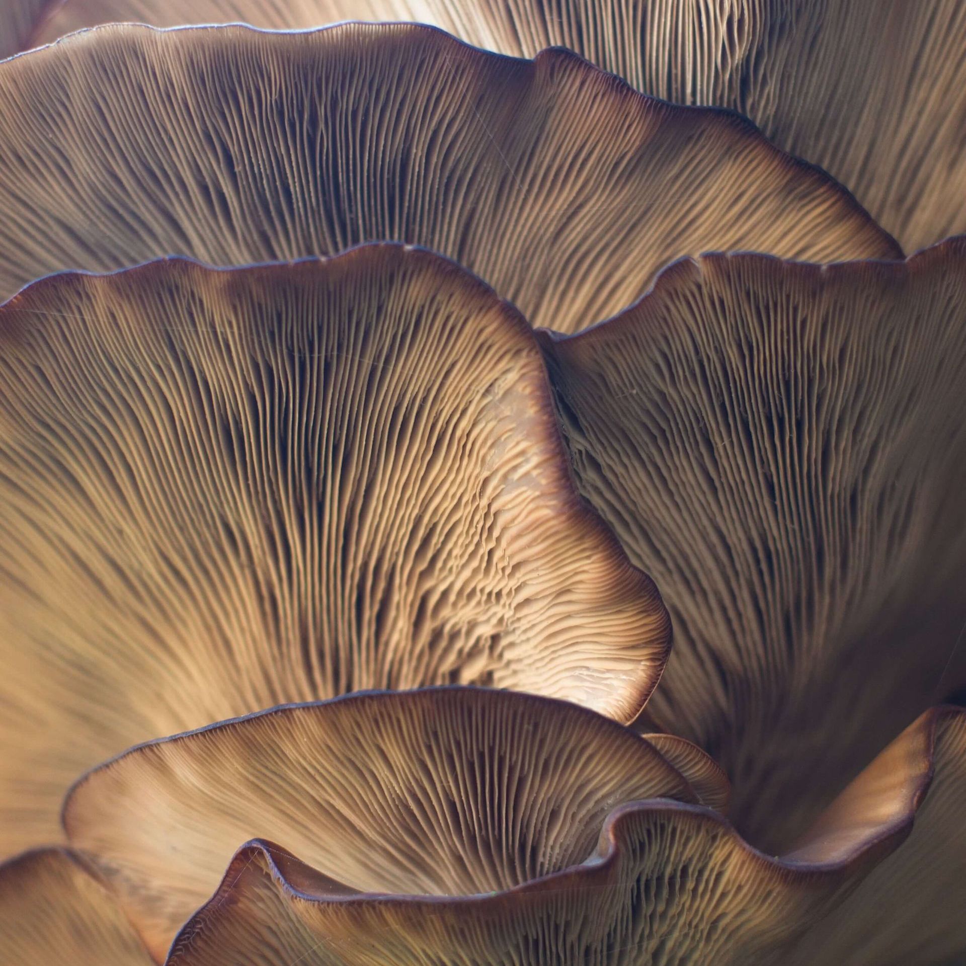 A close up of a mushroom that looks like a flower