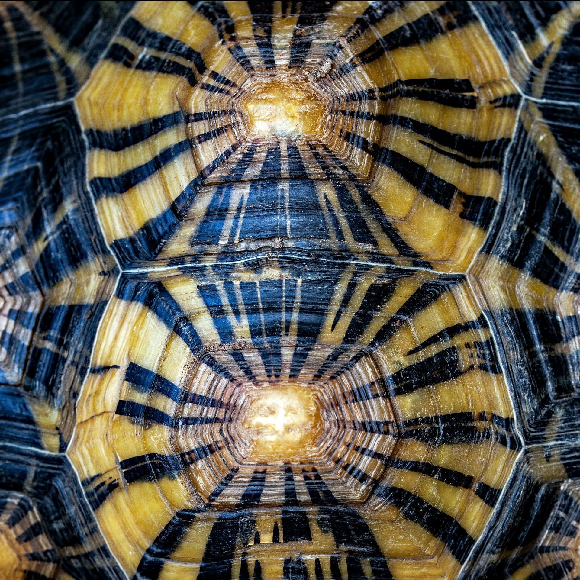 A close up of the inside of a turtle shell