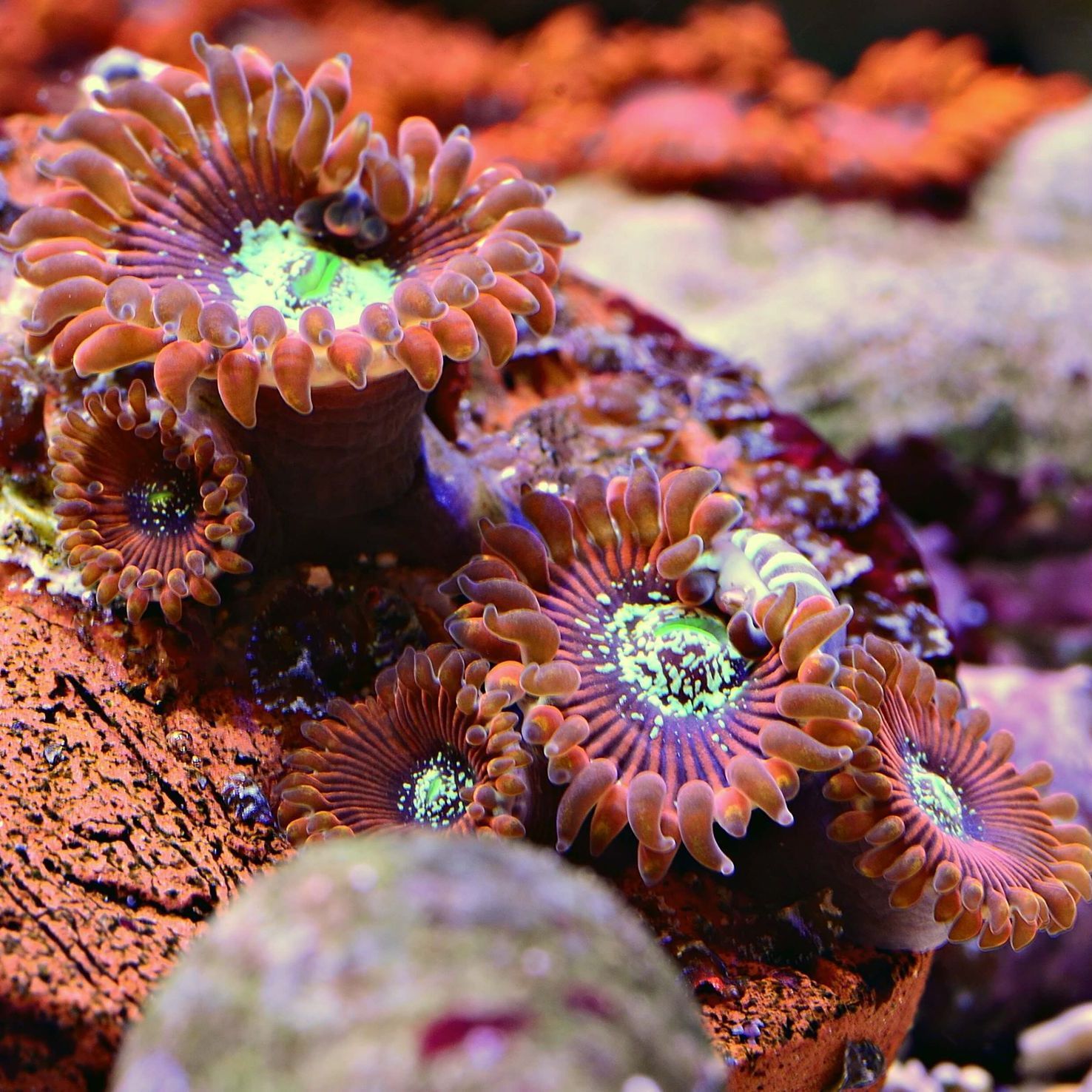 A bunch of sea anemones are growing on a rock