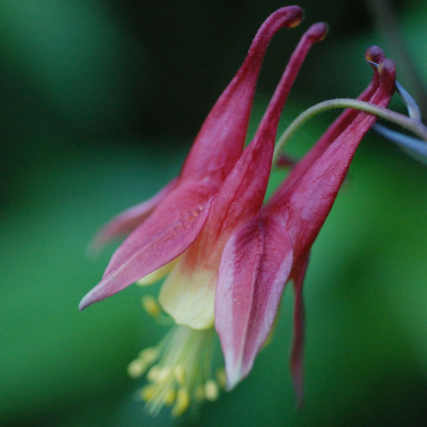 A close up of a red and yellow flower with a green background.
