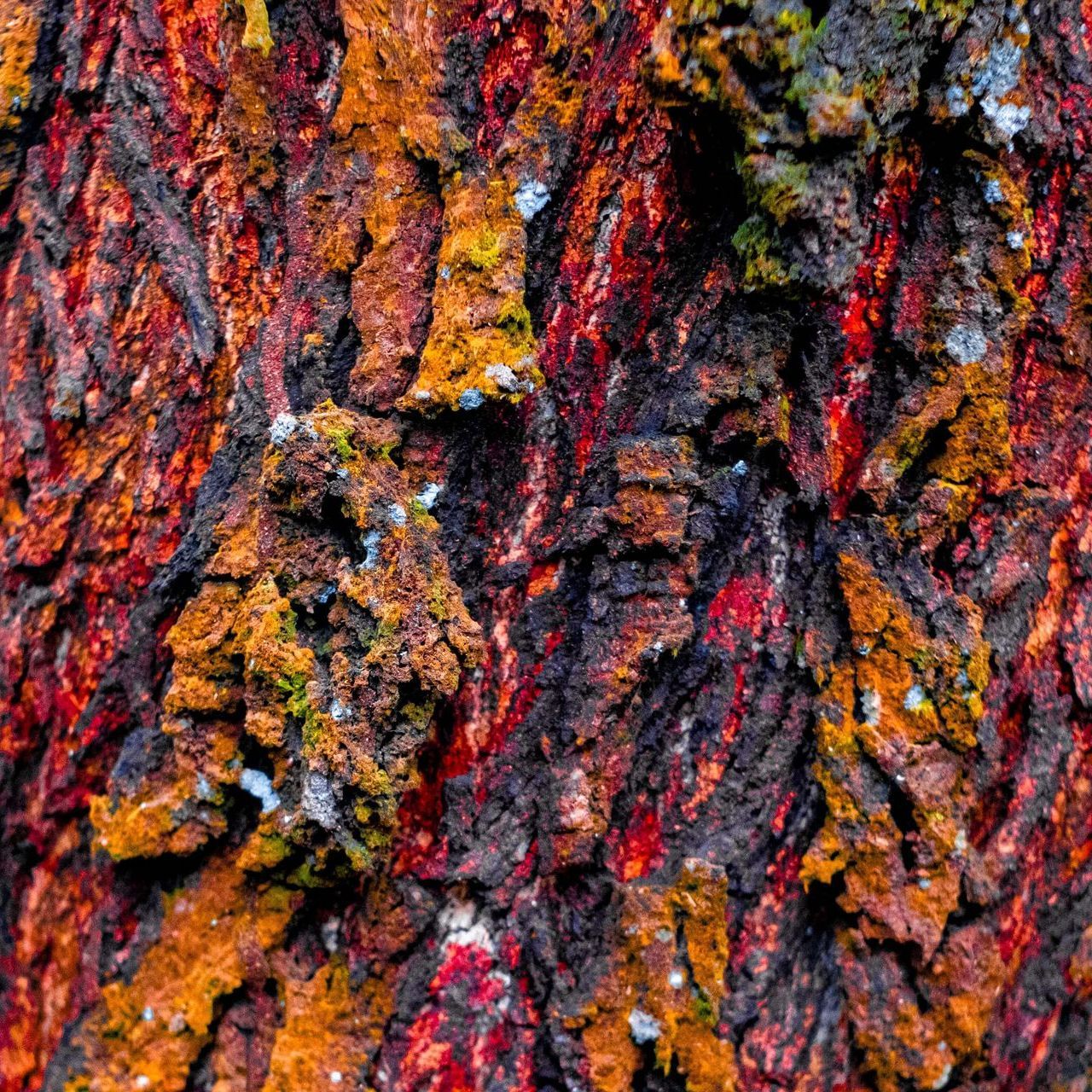 A close up of a tree trunk with a lot of different colored bark.