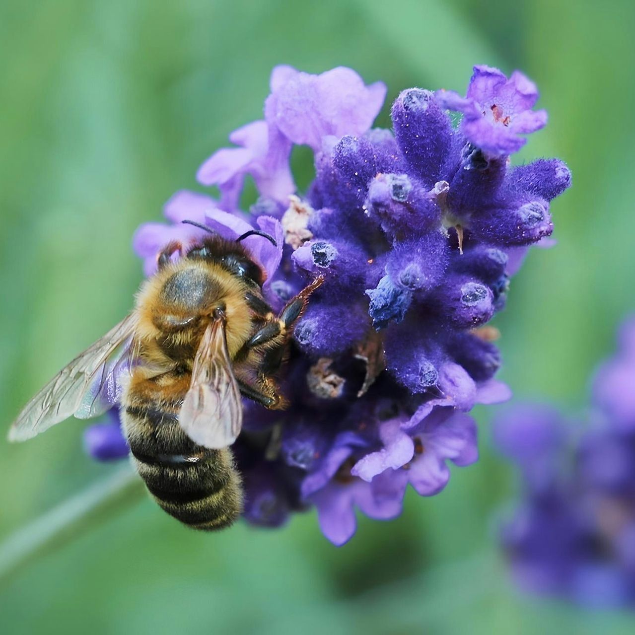 A close up of a bee on a purple flower