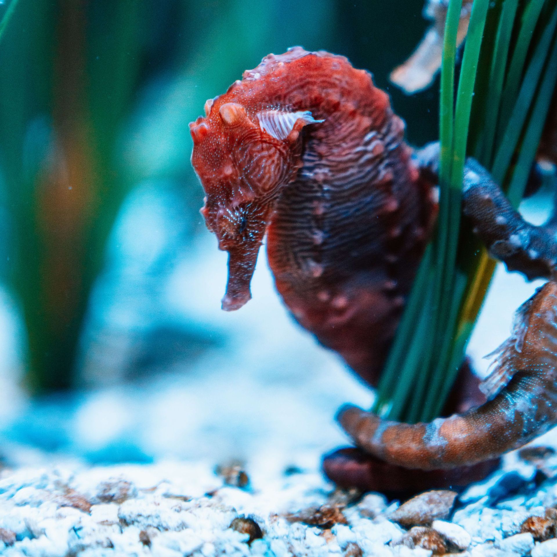 A red seahorse is swimming in a tank with other seahorses.