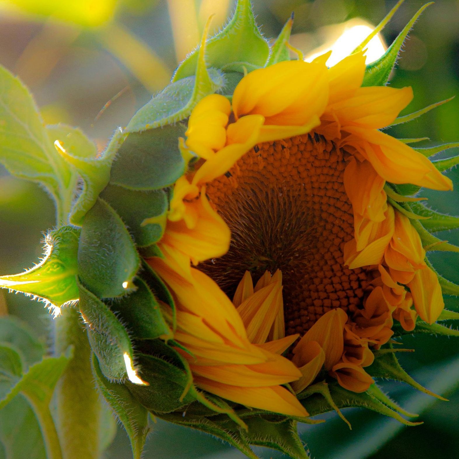 A close up of a sunflower with green leaves