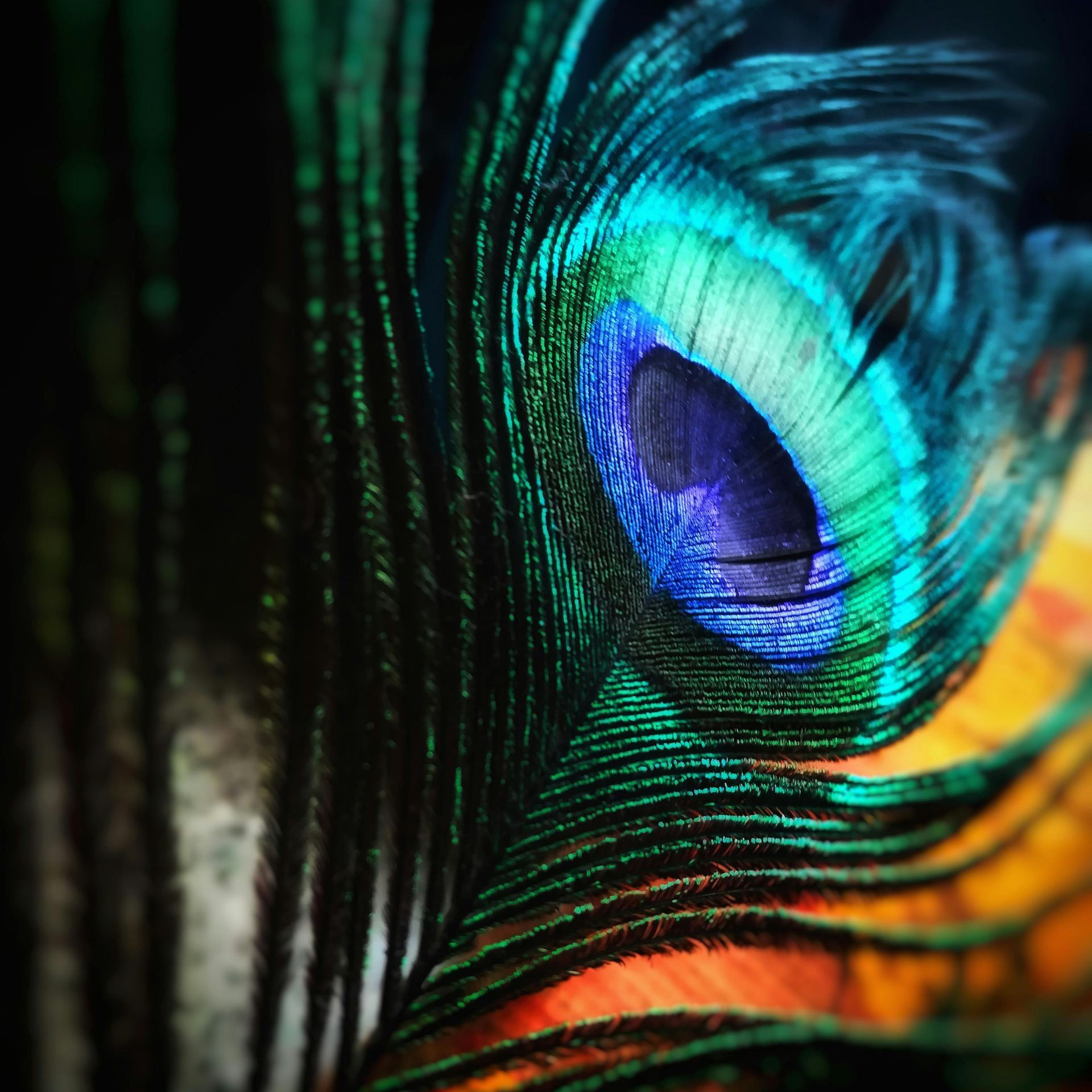 A close up of a peacock feather with a blue center.