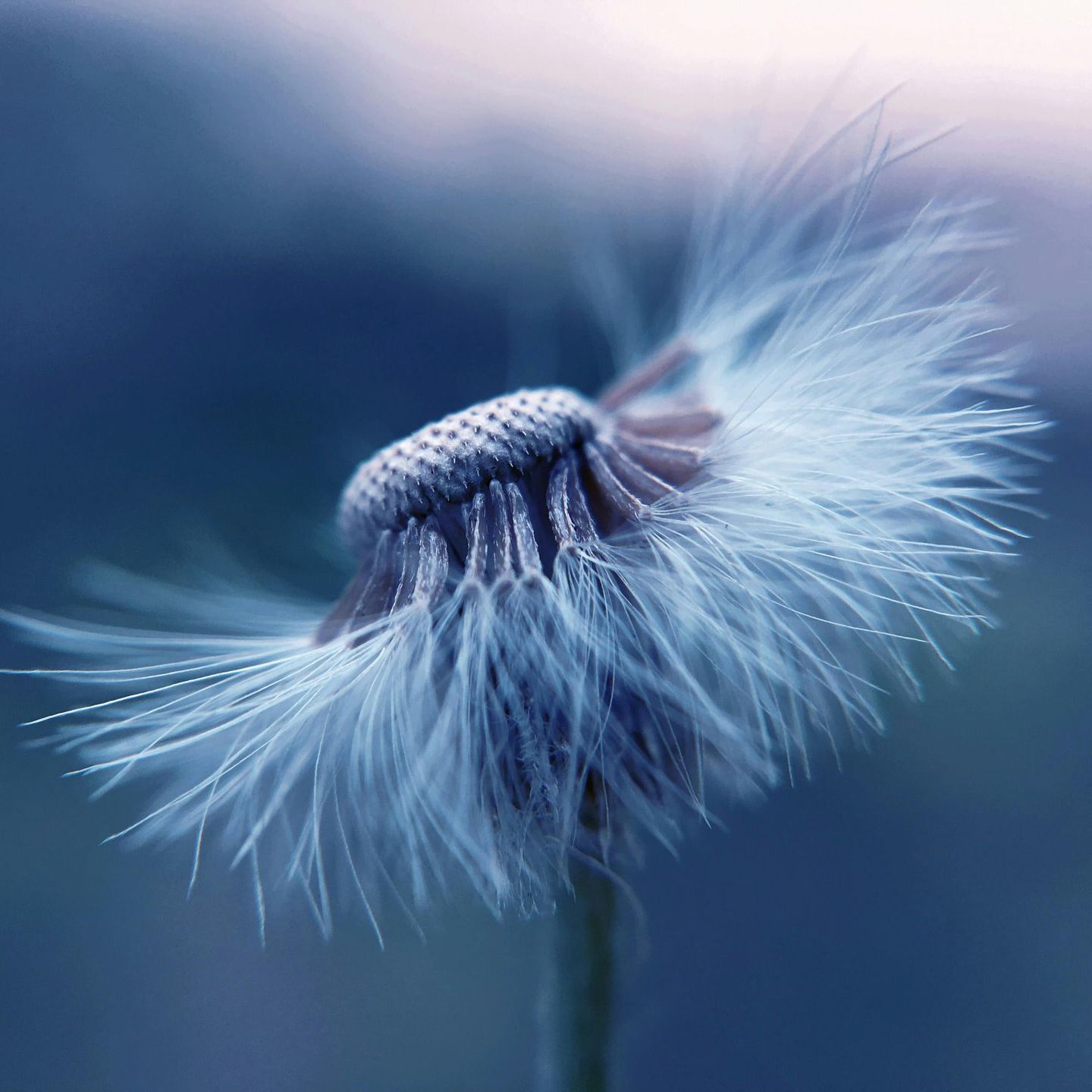 A close up of a dandelion with feathers blowing in the wind