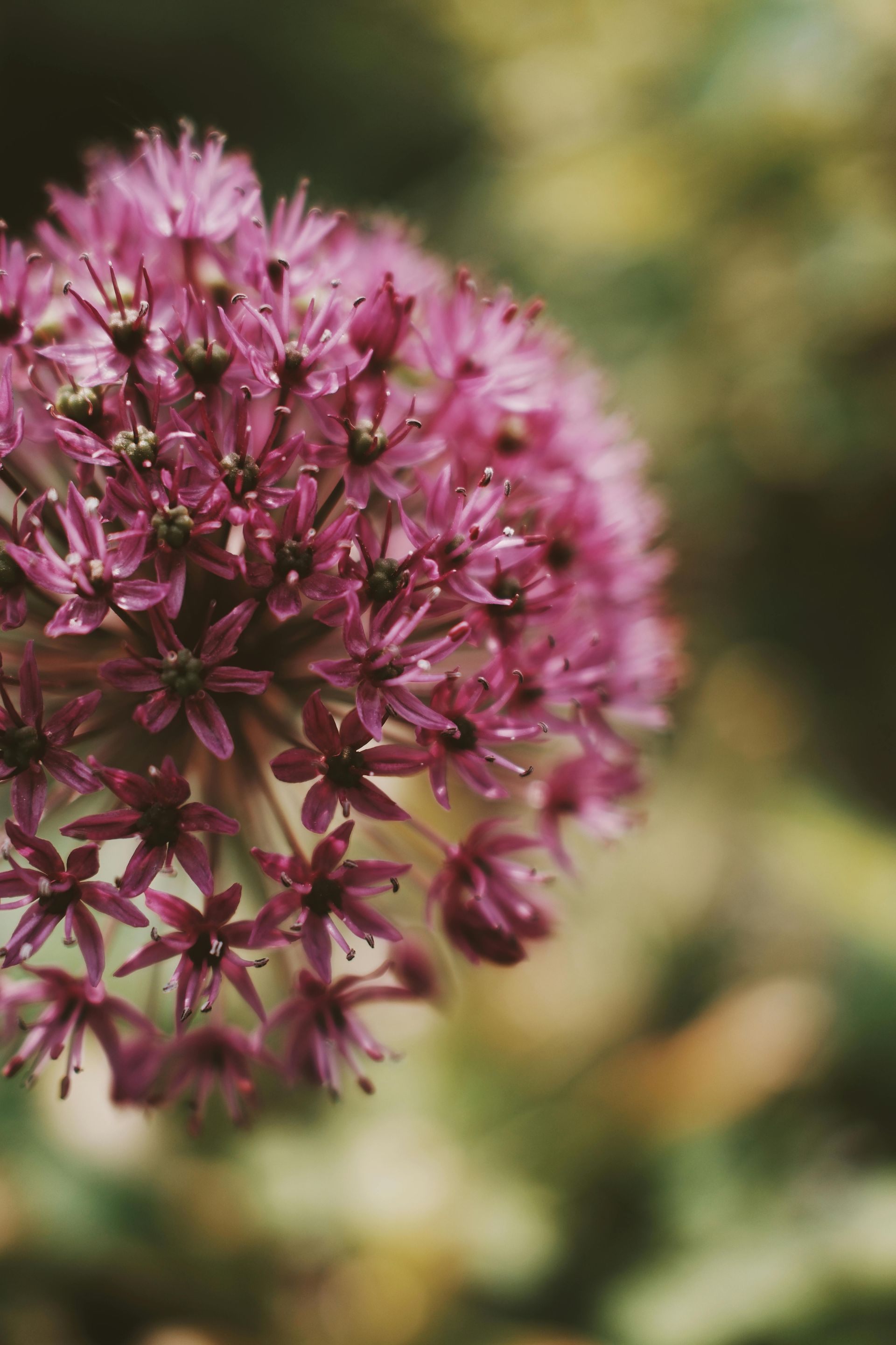 A dirt road in the middle of a forest covered in leaves