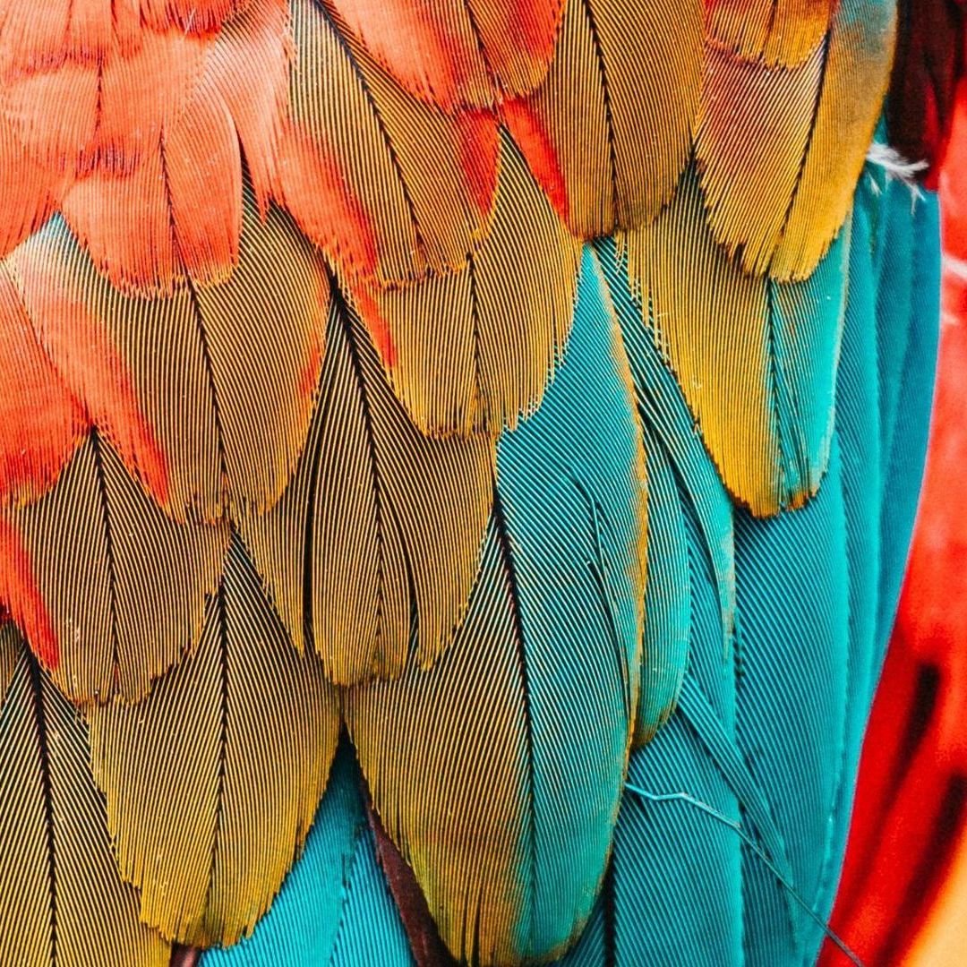 A close up of the feathers of a colorful parrot.