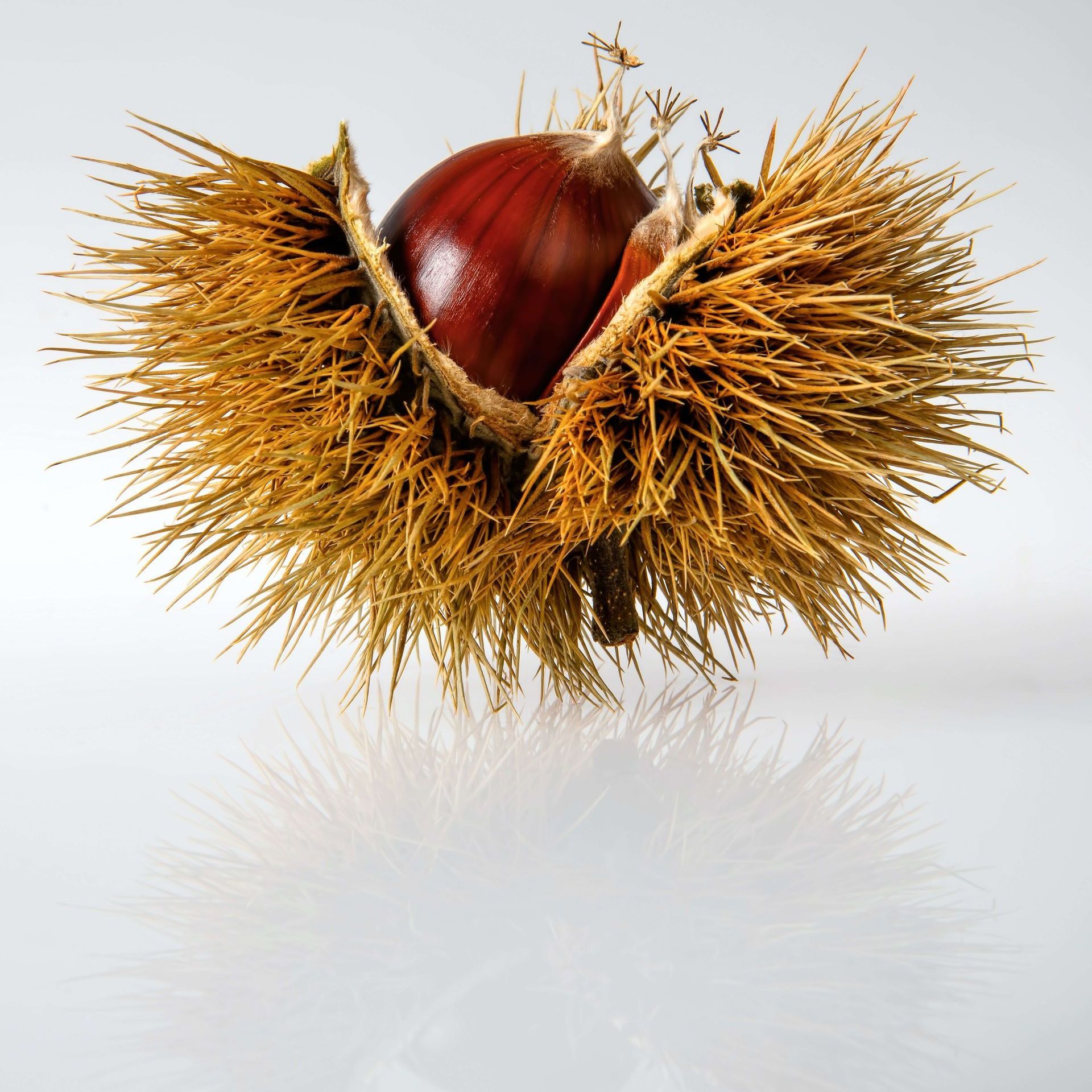 A close up of a chestnut in its shell