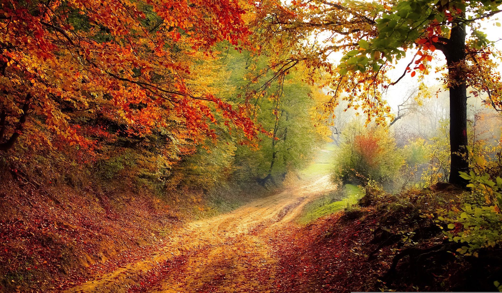 A dirt road in the middle of a forest covered in leaves