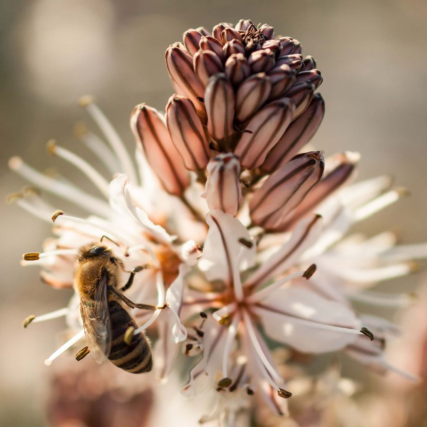 A close up of a flower with a bee on it