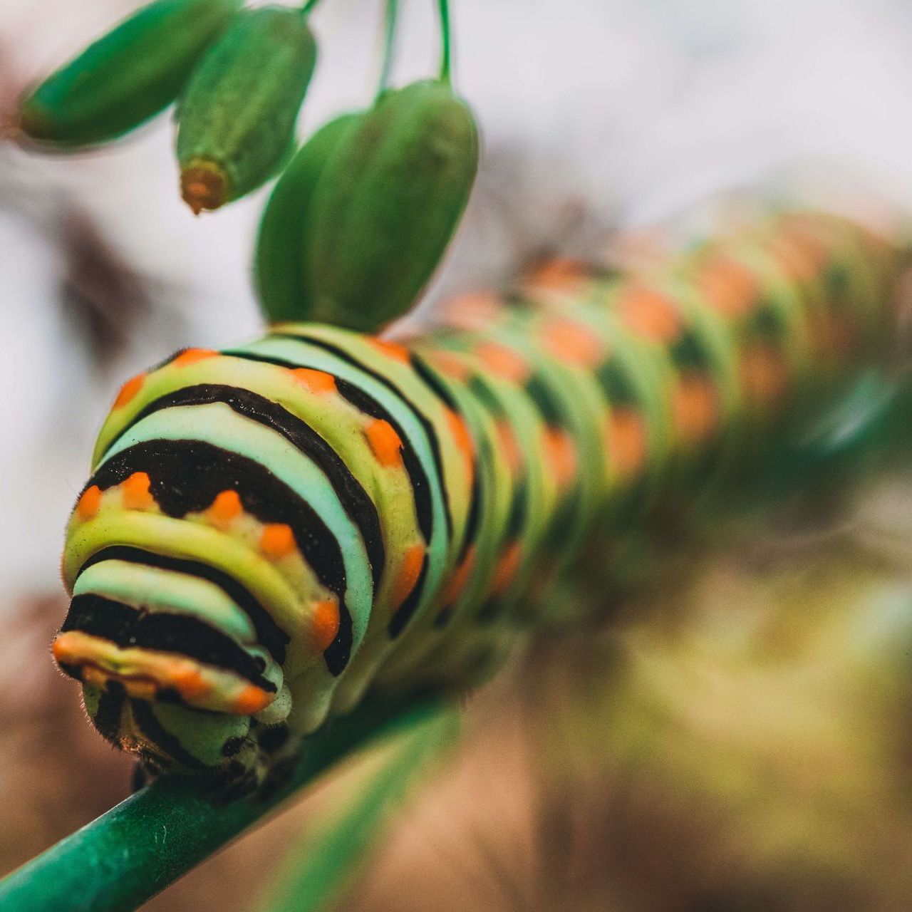 A colorful caterpillar is crawling on a green stem