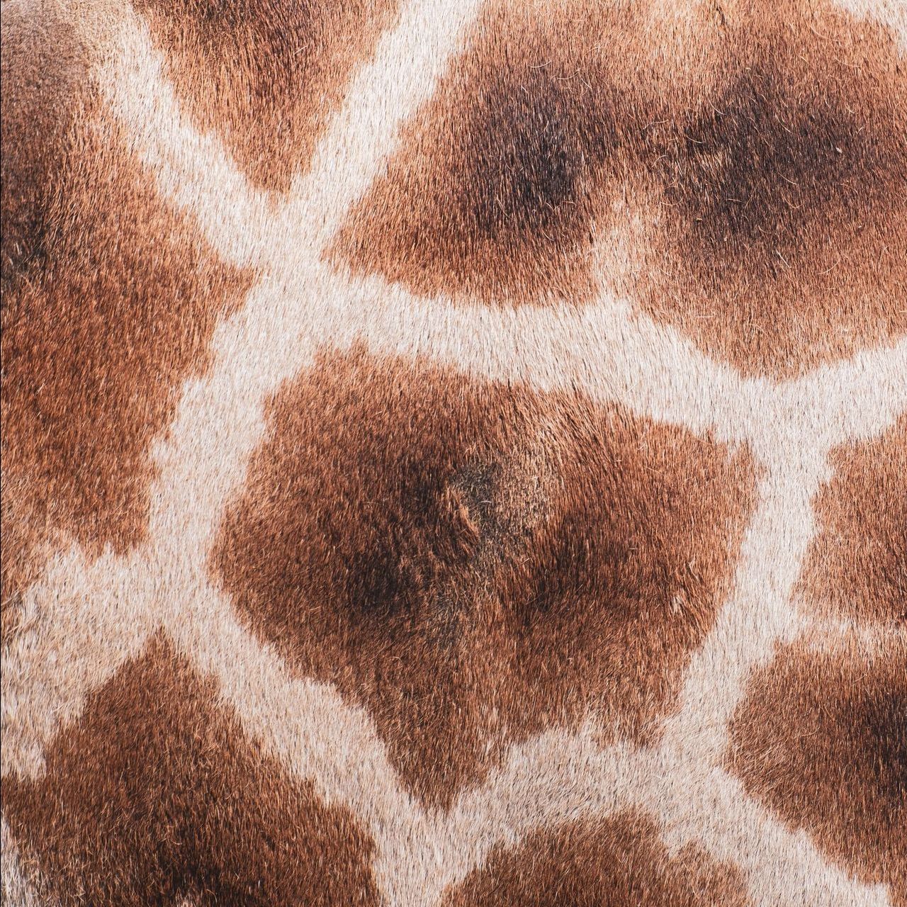 A close up of a giraffe 's fur with brown and white spots.