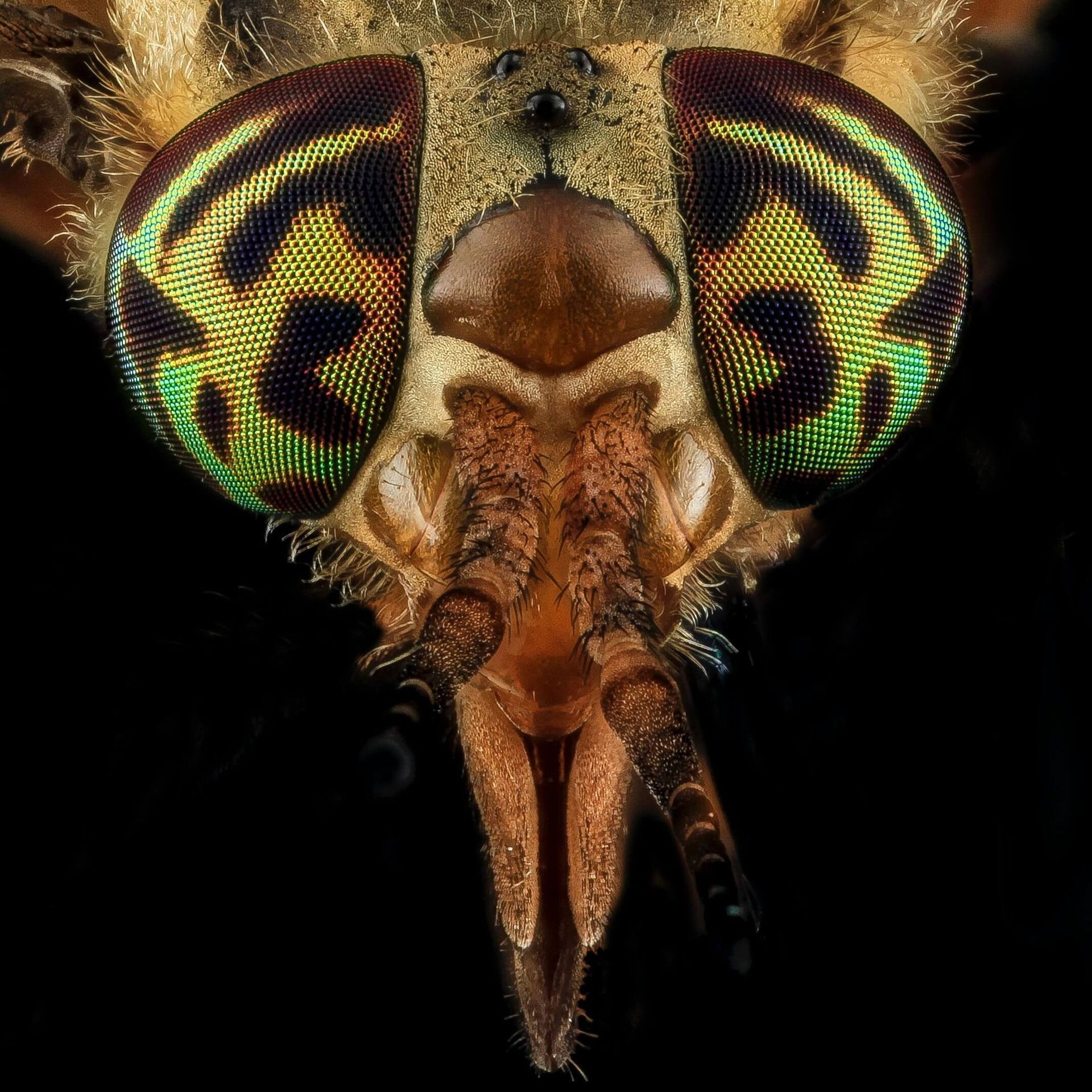 A close up of a fly 's head with a black background
