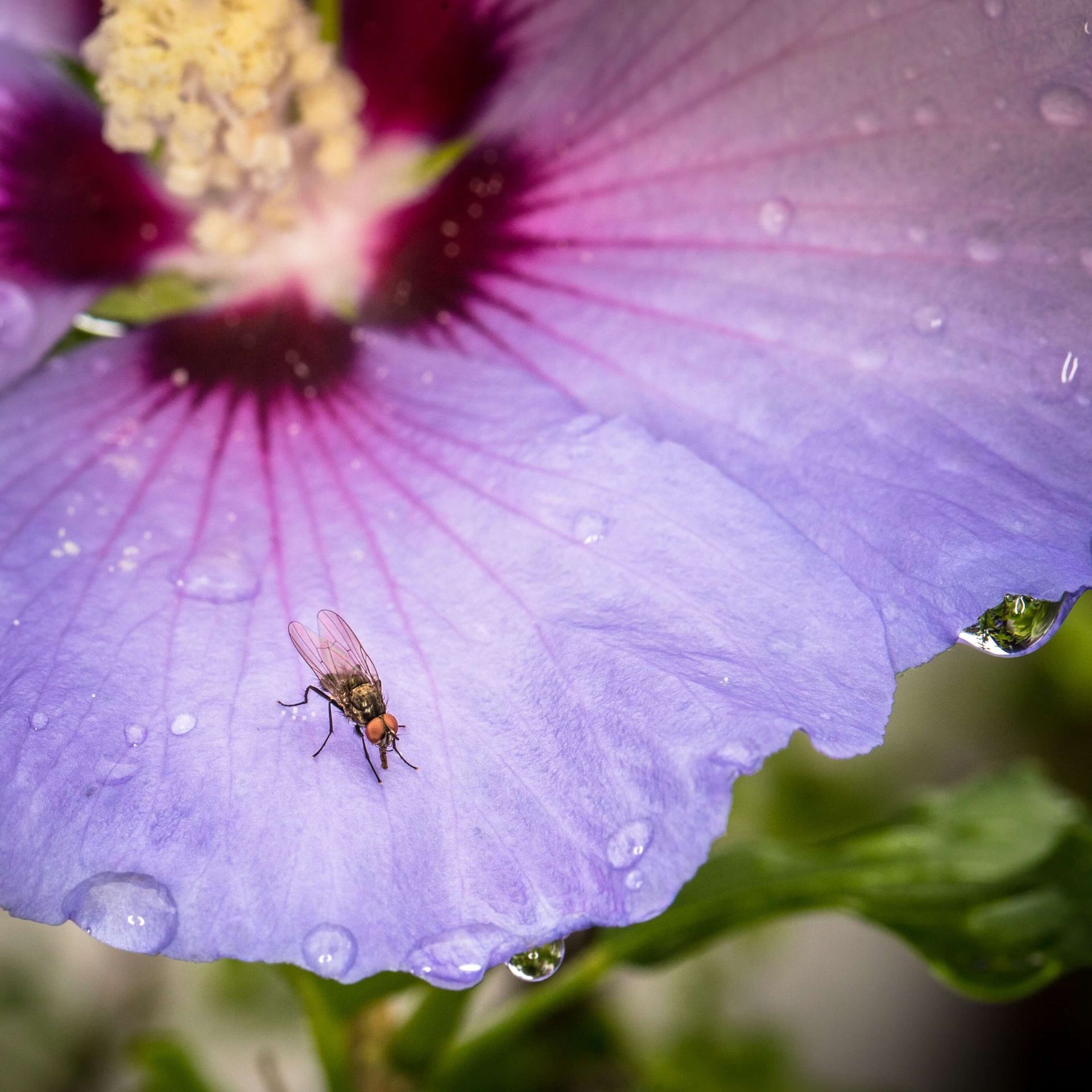 A fly is sitting on a purple flower with water drops on it