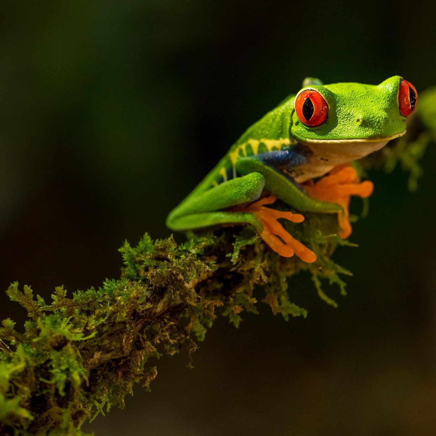 A green frog with red eyes is sitting on a mossy branch.