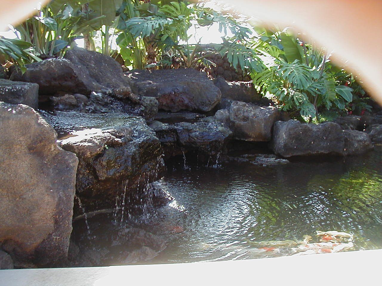 Koi pond