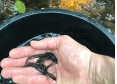 Zalm uitzetten in de Roer