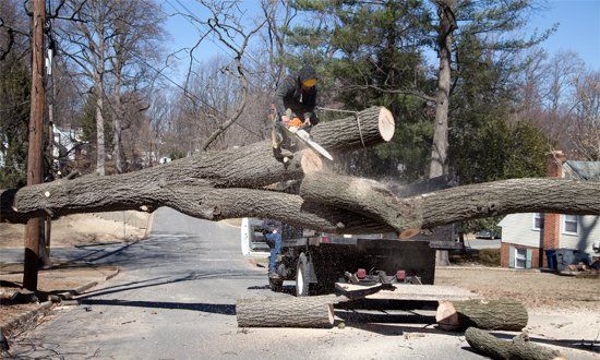 Tree Removal —  Man Working on Cutting Uprooted Tree in Shelby Township, MI