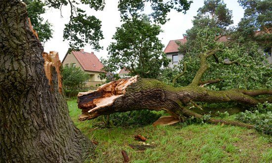 Lot Clearing — Storm Damage in Shelby Township, MI