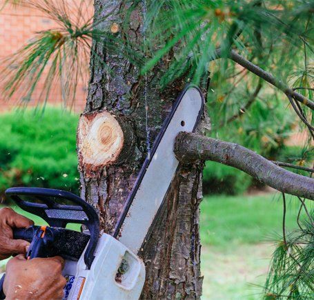 Tree Service — Cutting Branches with Chainsaw in Shelby Township, MI