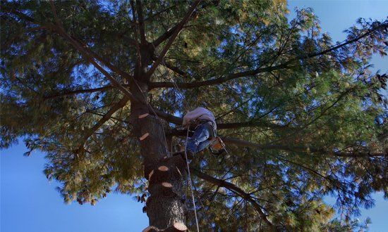 Tree Trimming— Arborist Working Up High  in Shelby Township, MI