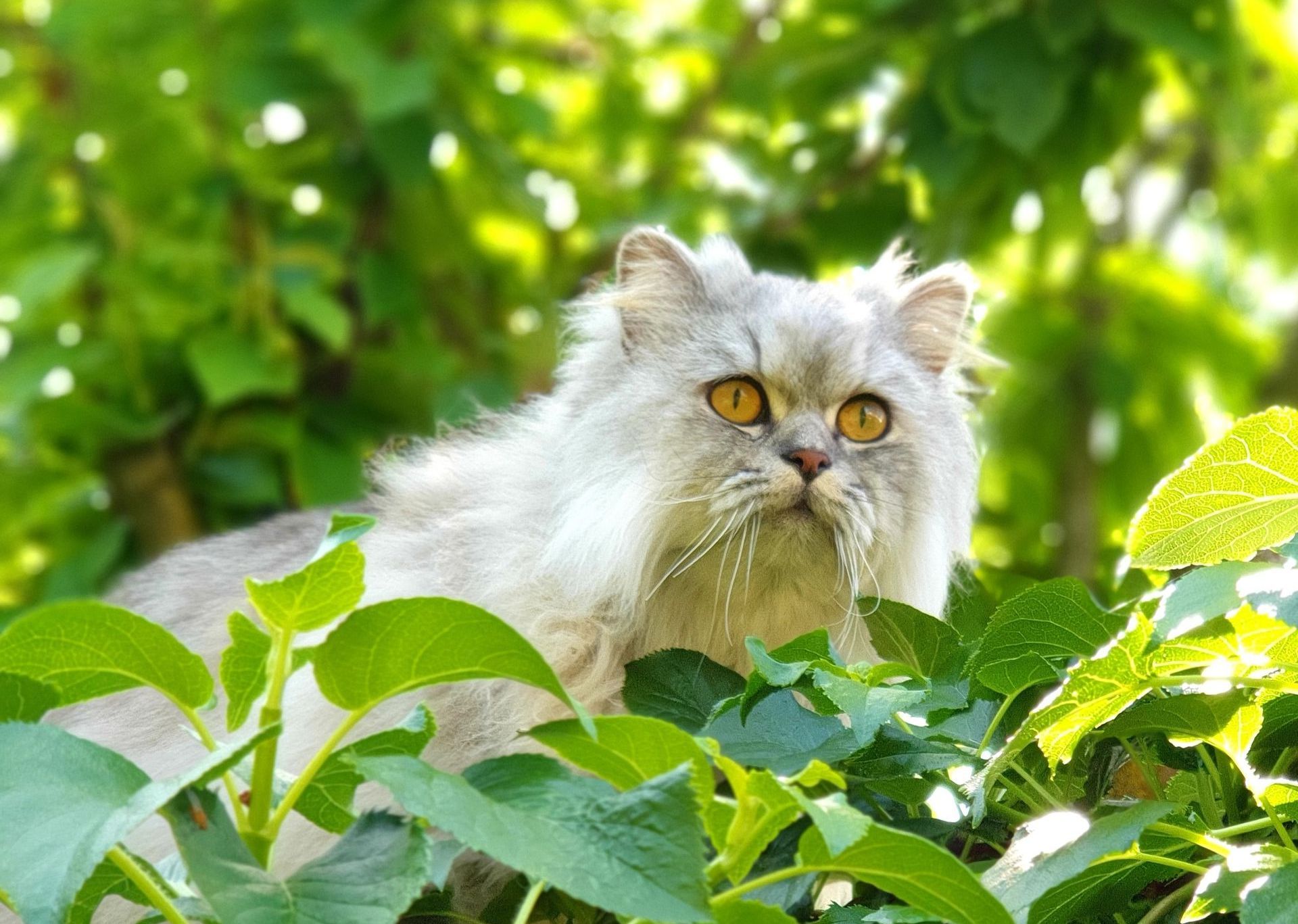 Langharige witte kat in boom