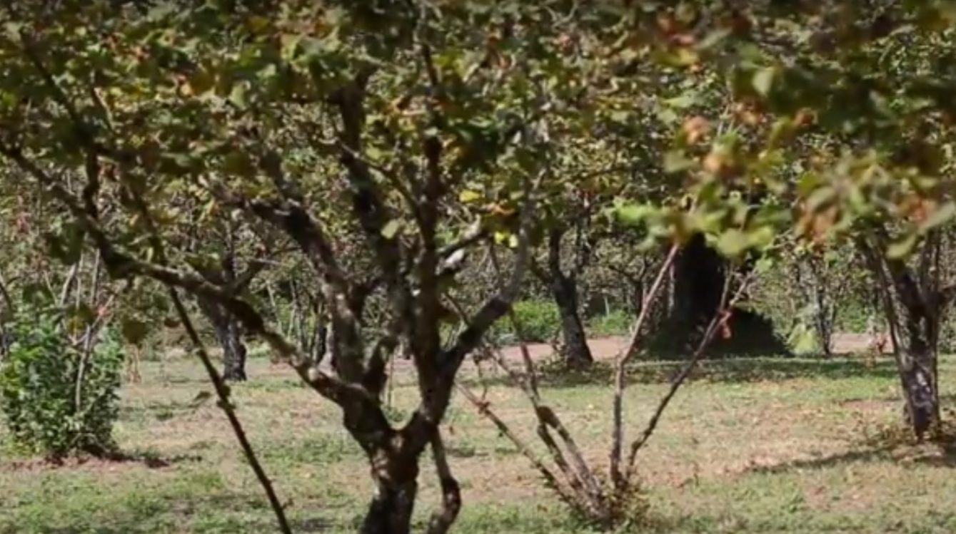 Raccoglitori di frutti da terra