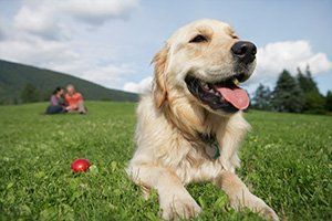 Golden Retriever Reclining In Meadow Man and Woman - Invisible Dog Fence in Jackson Hole, WY